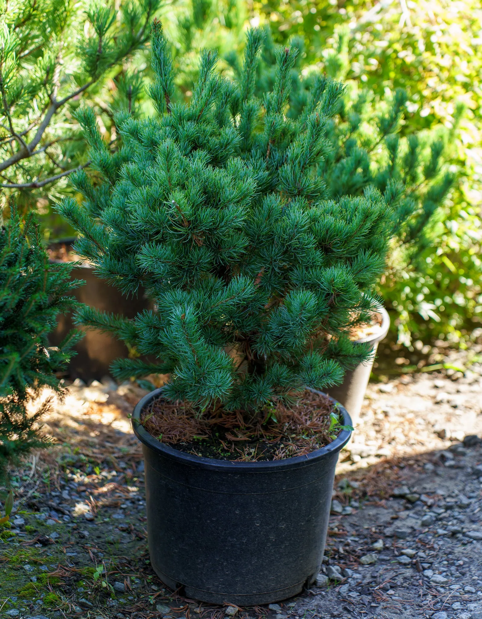 Blue Lou Japanese White Pine