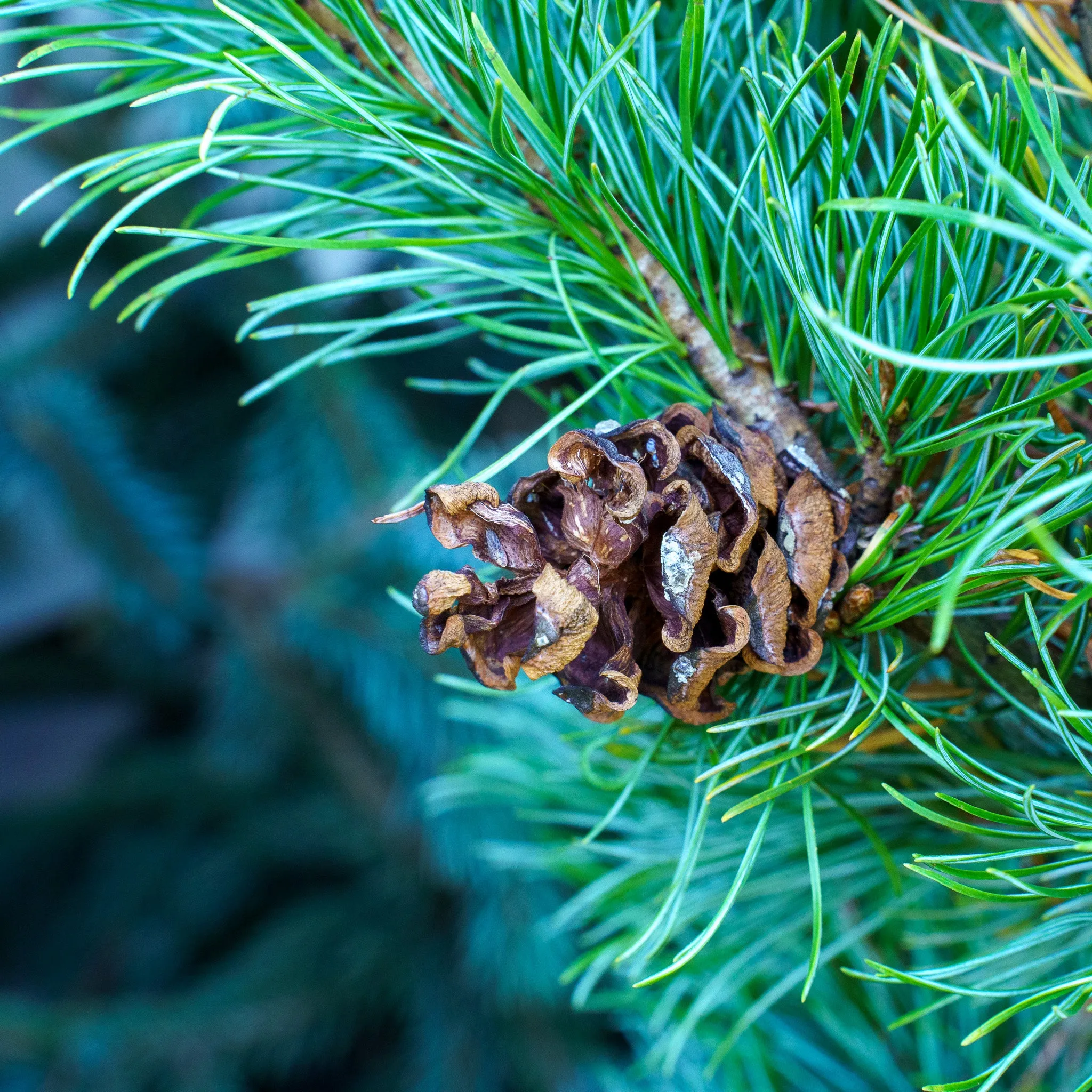 Blue Lou Japanese White Pine