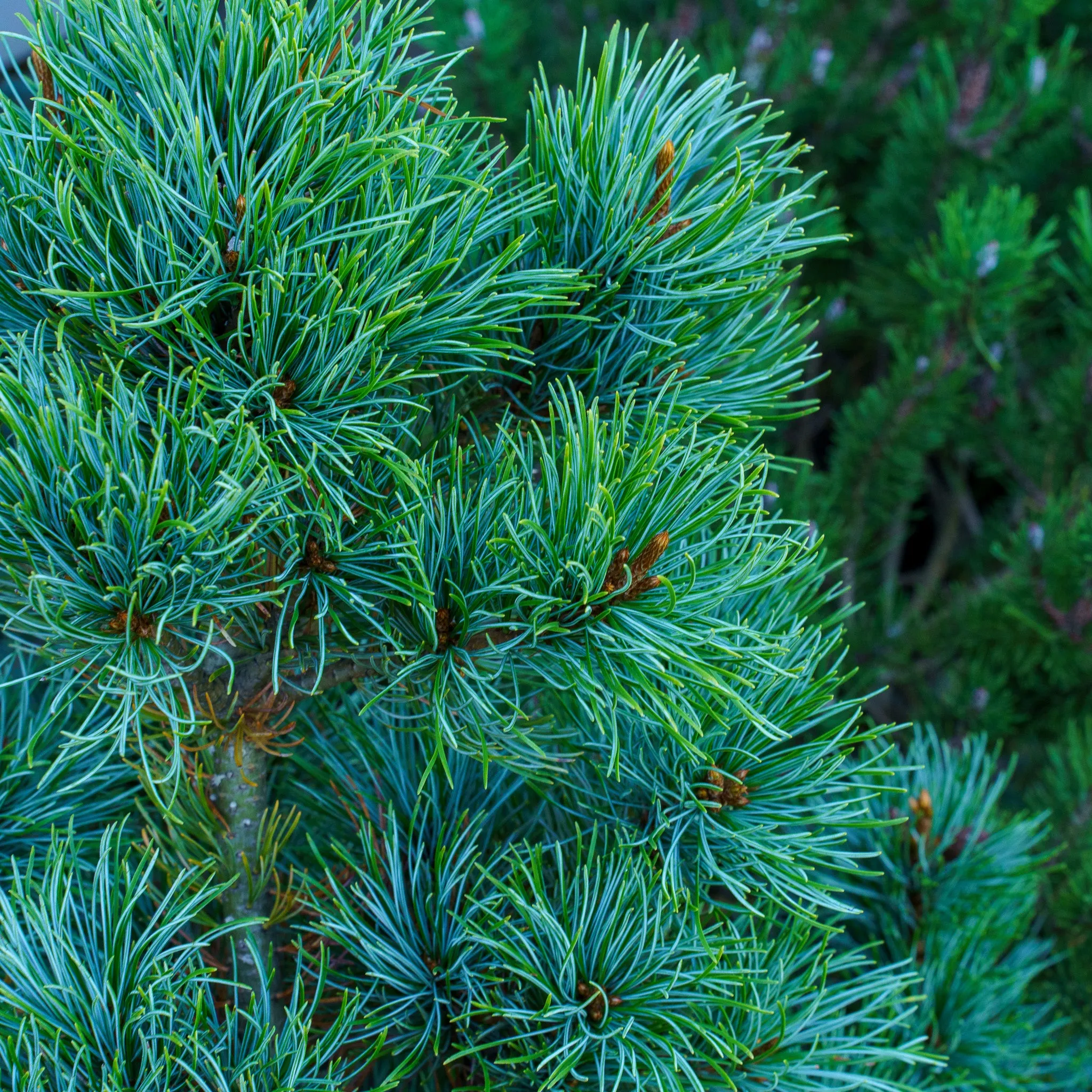 Blue Lou Japanese White Pine