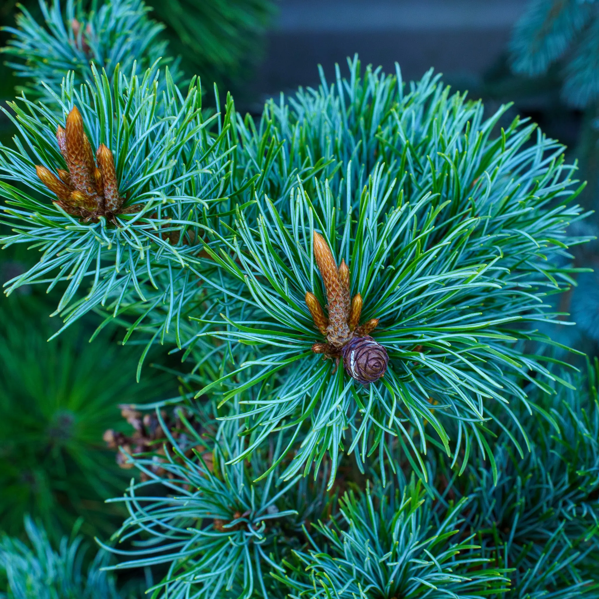 Blue Lou Japanese White Pine