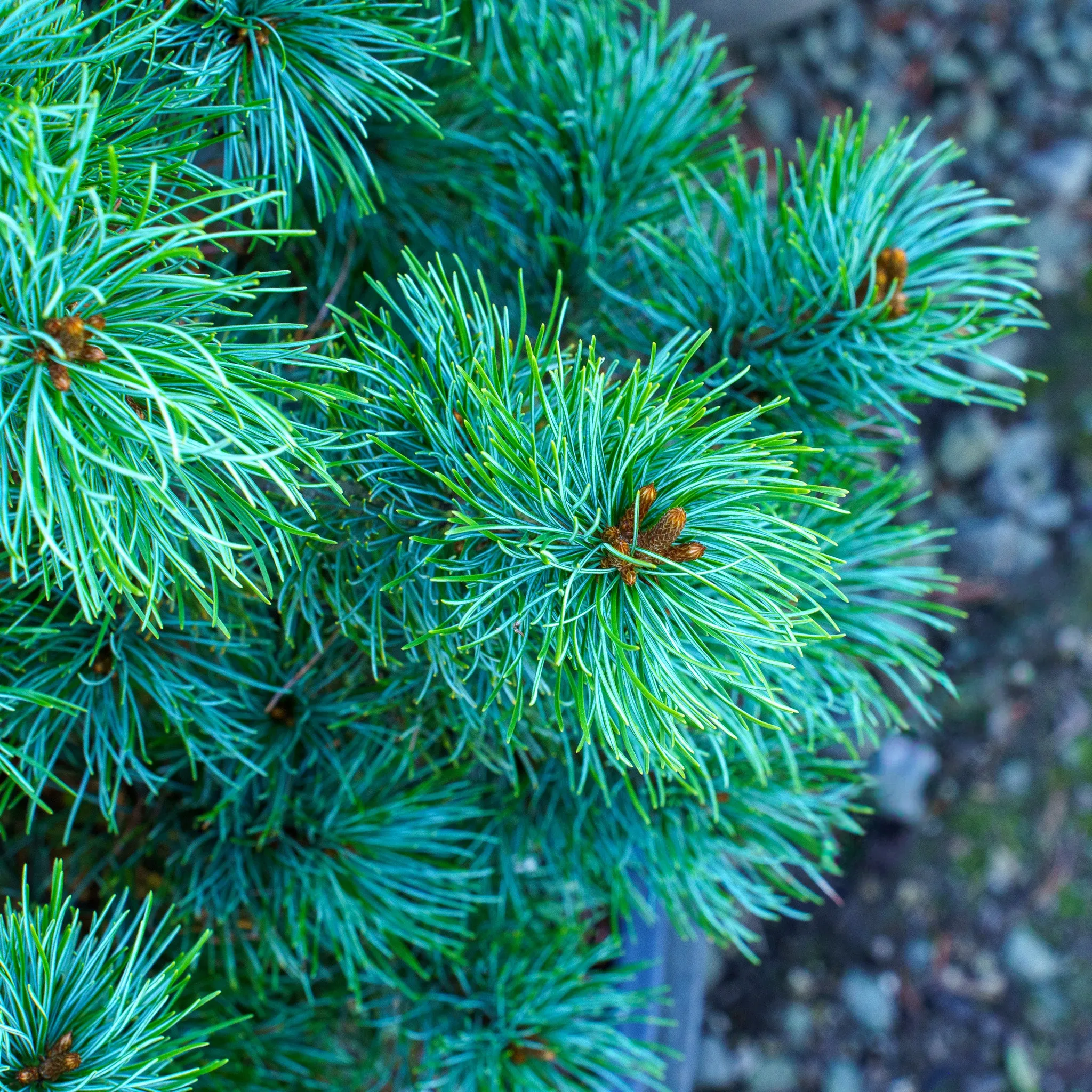 Blue Lou Japanese White Pine