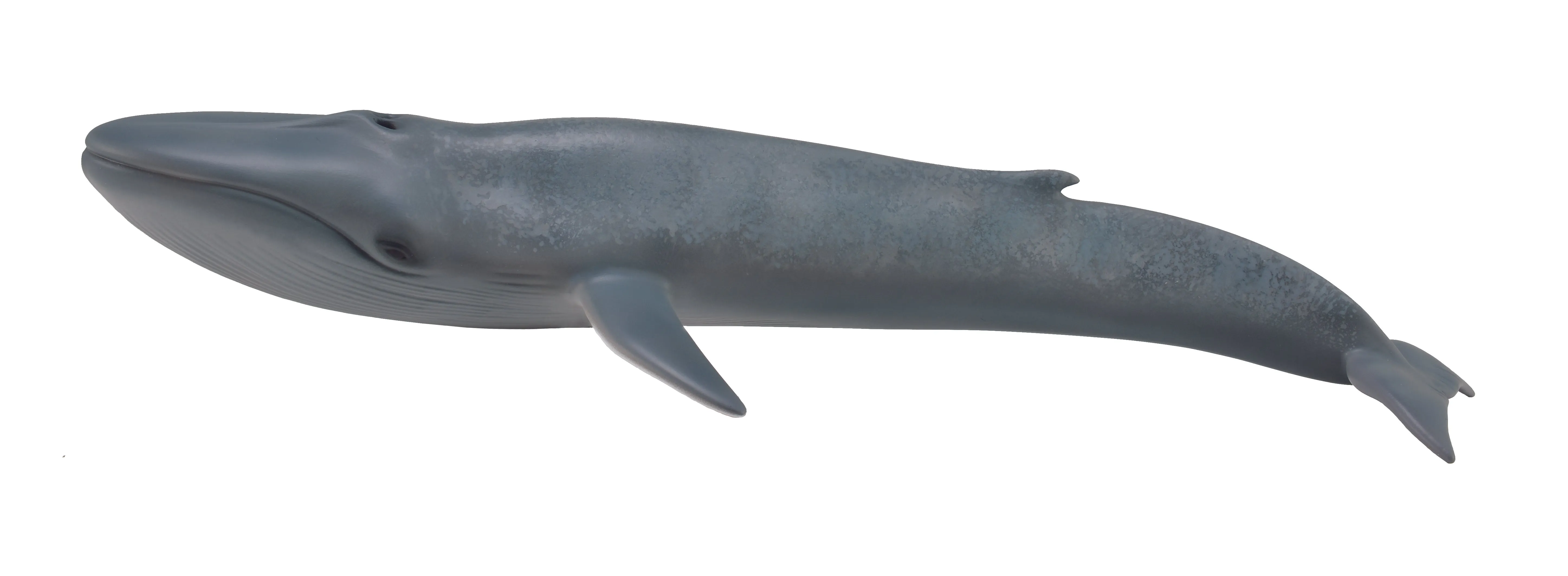 Collecta Blue Whale (Grey)