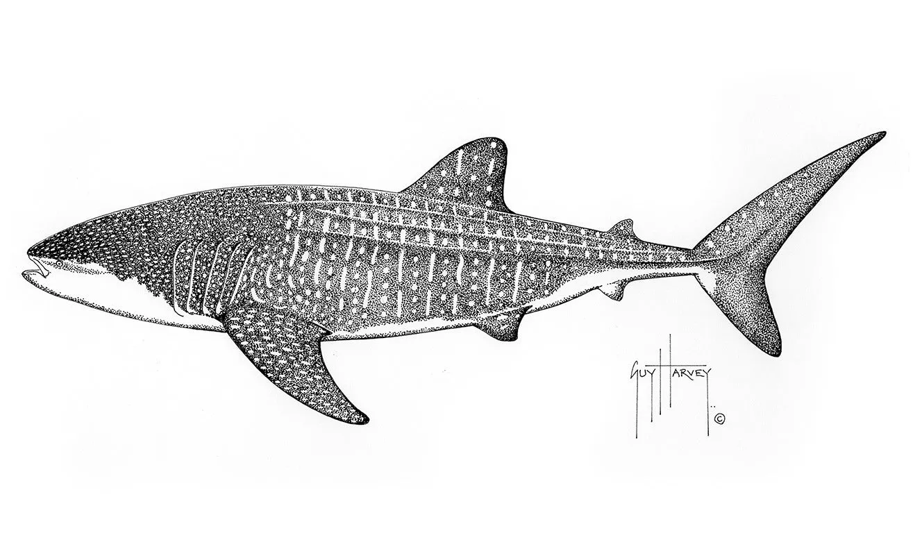 Whale Shark Stipple